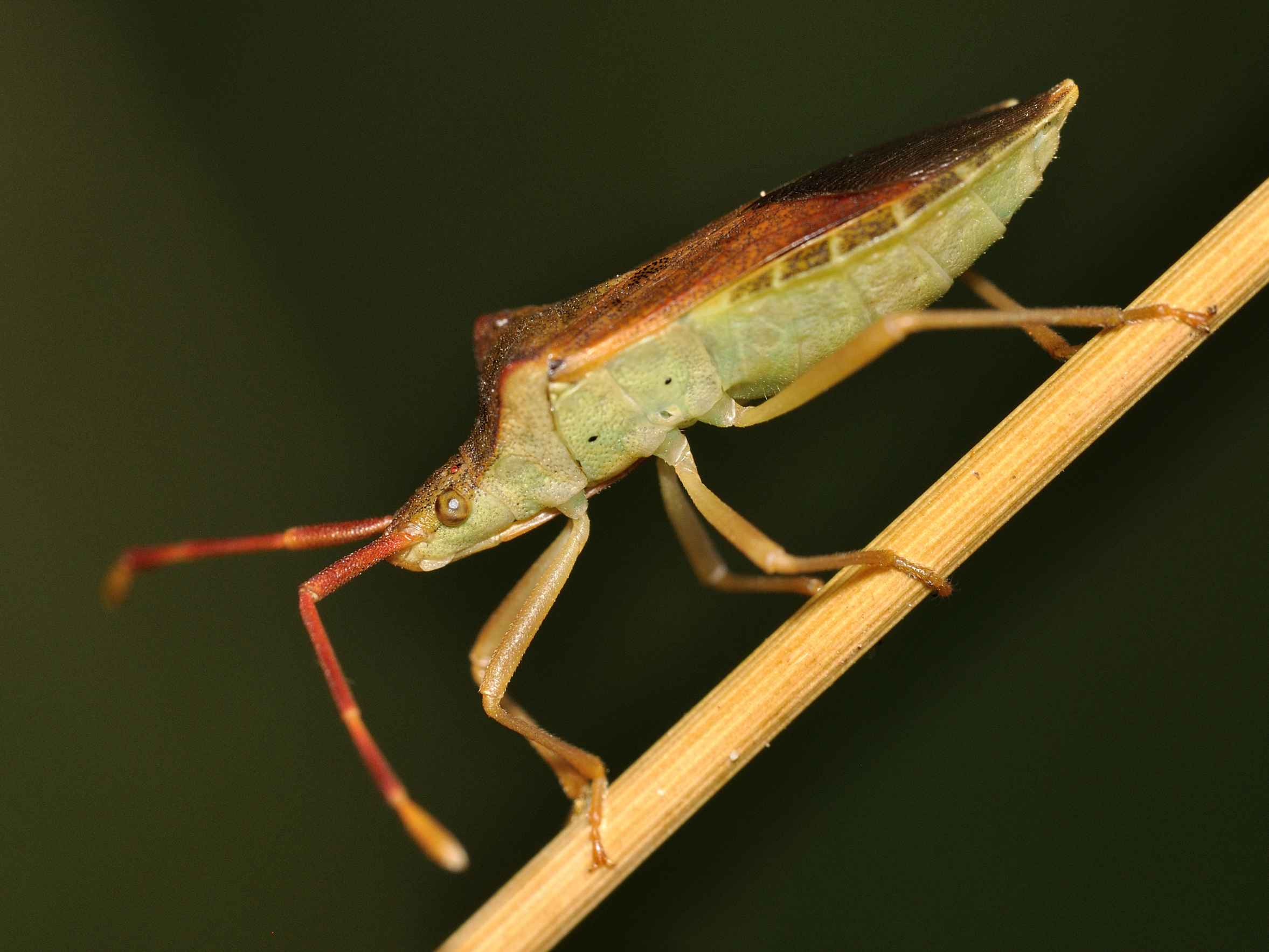 Coreida: Gonocerus acuteangulatus dell''Abruzzo (AQ)